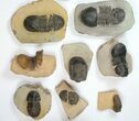 Lot: Paralejurus Trilobite Fossils - Pieces #134047-2